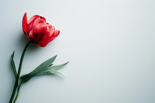 AI generated red tulip on white background photo