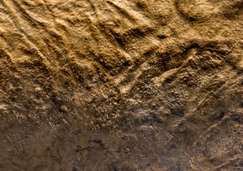 Dinosaur skin texture photo