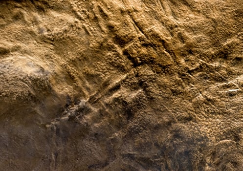 Dinosaur skin texture photo