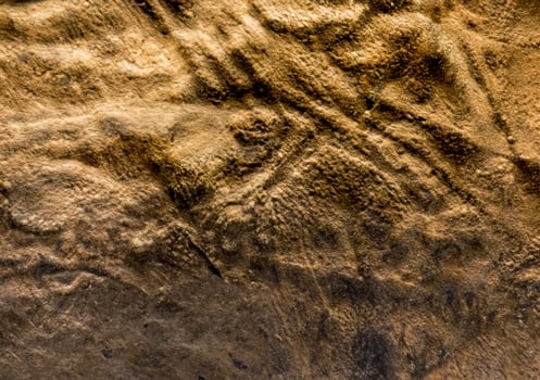Dinosaur skin texture photo