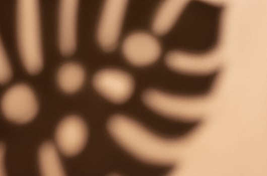 Shadows from monstera leaves photo