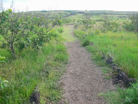 nature of Easter Island, landscape, vegetation and coast. photo