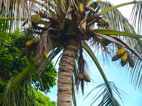 Palm trees on Easter Island. nature plants on Easter Island. photo