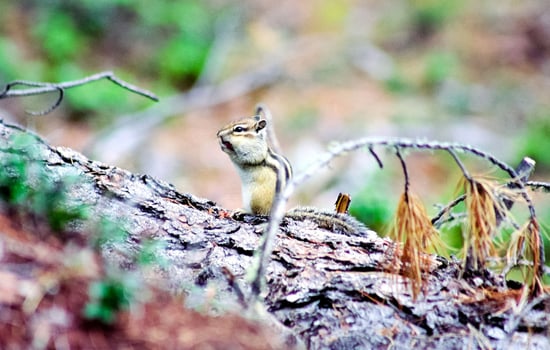 Forest nature near the ground. Vegetation in mountain taiga. photo