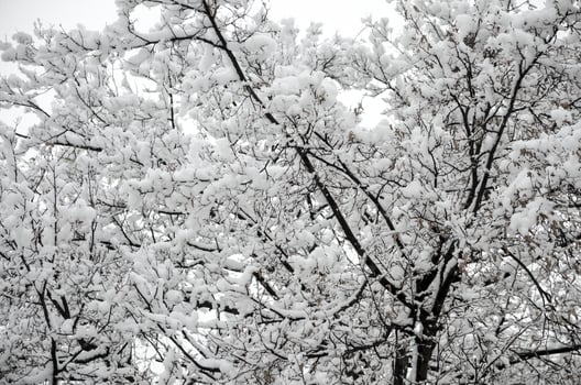 Snow covered trees photo