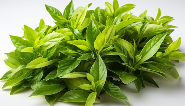 AI generated Fresh green leaves symbolize the beauty of nature in spring generated by AI photo