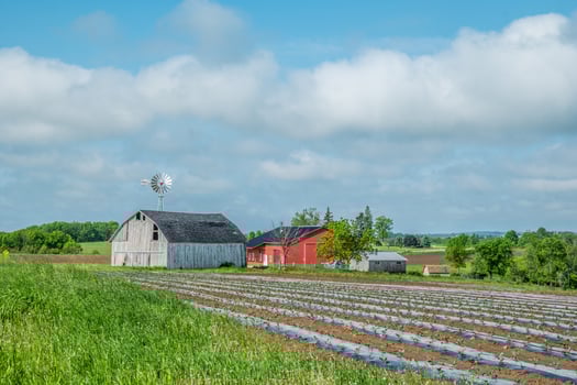 Farmland crops planted for the season photo