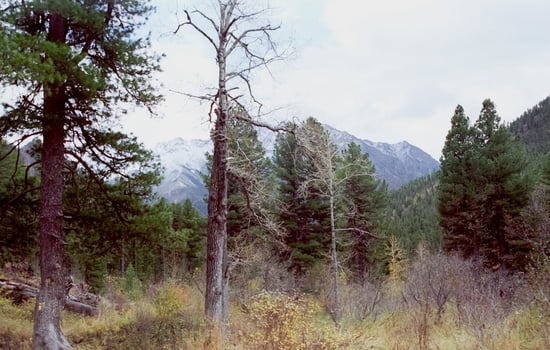 mountains of the sayans. The nature of the mountains is sayan. Vegetation in the mountains photo