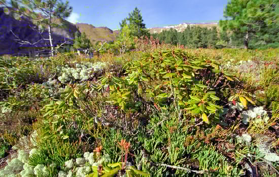 Blossoming moss on soil. Mountain forest moss on the soil. photo