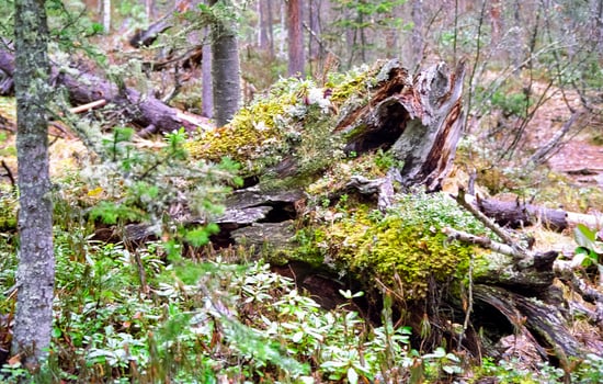 Nature in the mountains of Sayana. photo