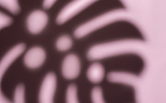 Shadows from monstera leaves photo