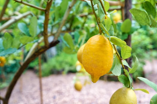 Yellow citrus lemon and green laeves growing in the garden photo