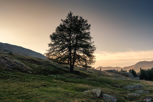 Lonely large tree and male hiker on hill in countryside on the evening photo