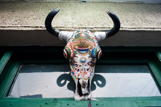 painted skull of a cow. The sicting on the bones of the skull. photo