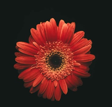 Beautiful blooming flower in garden photo