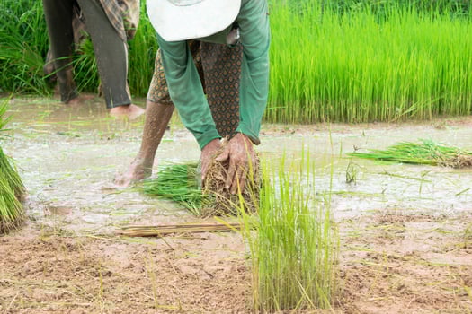 Farmers are bundling the pulled rice seedlings to prepare for the rice fields. photo