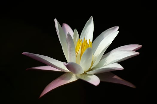 Close up of water lily flower. photo