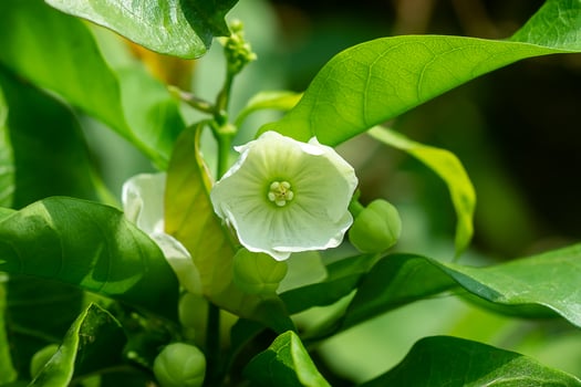 Close up of Vallaris solanacea flower. photo