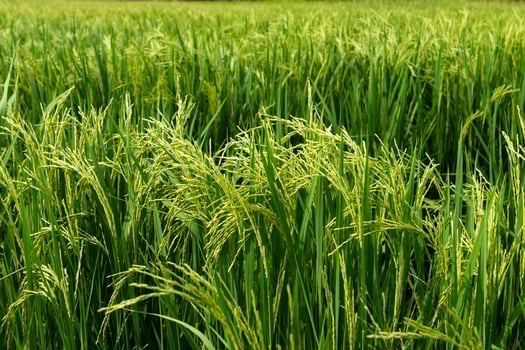 Flower of rice and green leaf. photo