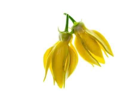 Close up of Bhandari flower. photo