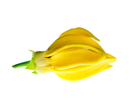 Close up of Bhandari flower. photo