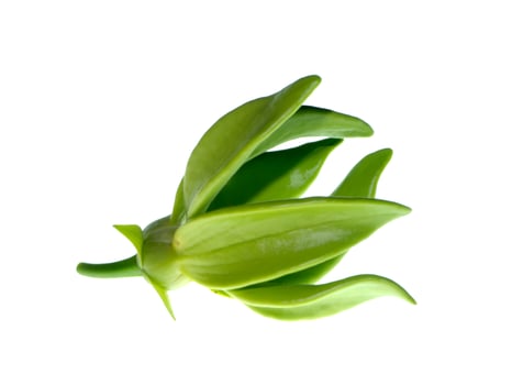 Close up of Bhandari flower. photo