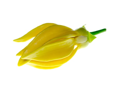 Close up of Bhandari flower. photo