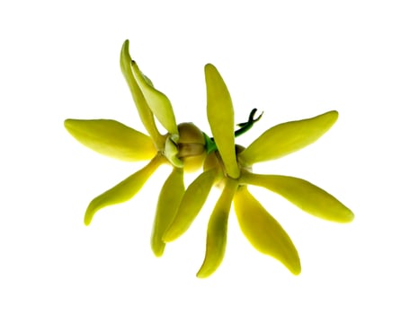 Close up of Bhandari flower. photo