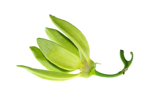 Close up of Bhandari flower. photo