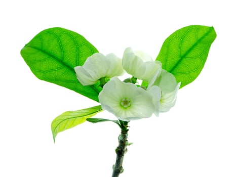 Close up of Vallaris solanacea flower. photo