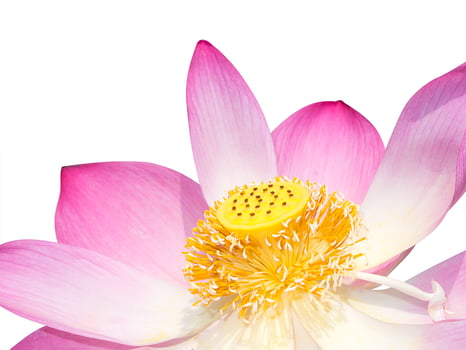 Close up pink lotus flower. photo