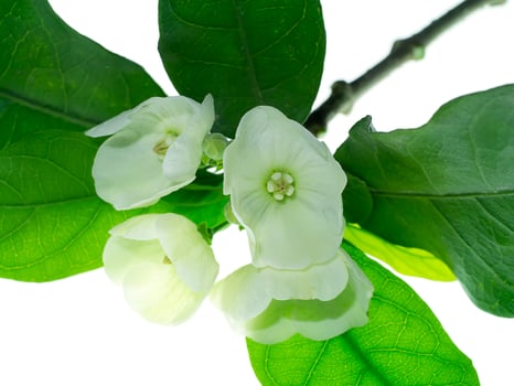 Close up of Vallaris solanacea flower. photo