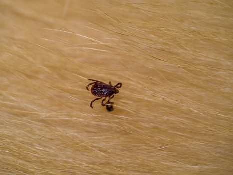 Tick on the dog photo