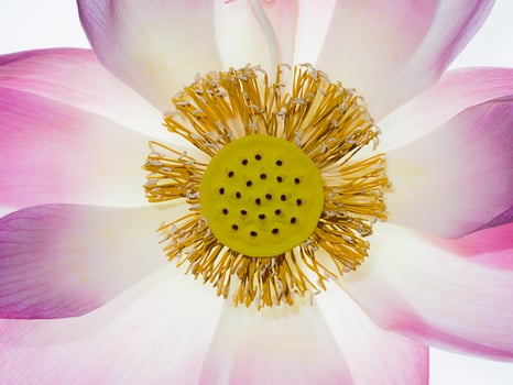 Close up pink lotus flower. photo