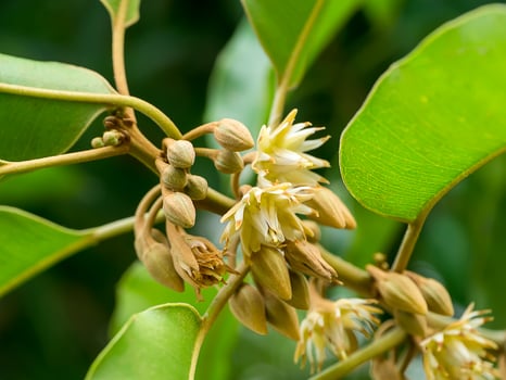 Bullet wood plant photo