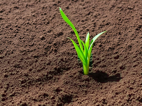 AI generated Little plant in soil photo
