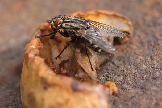 Housefly, close up macro shot of a fly photo