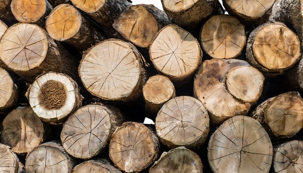 Close up view of cut logged wood. Wooden background. photo
