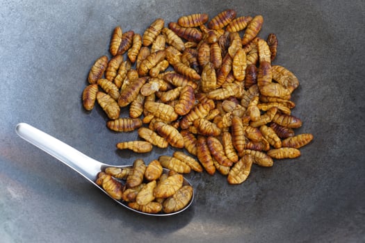 Fried silkworm insects in frying pan. Concept, weird food. Insects eating. High protine. Traditional Thai street food in Thailand. Edible Worms. photo