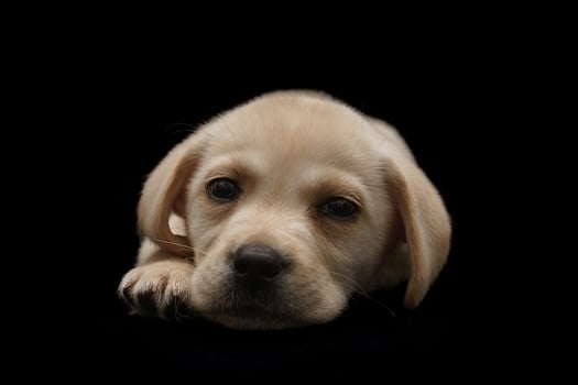Portrait of a Labrador Retriever dog on an isolated black background. photo