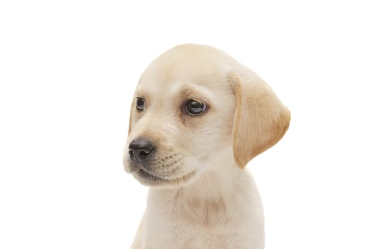 puppy labrador isolated on white background photo