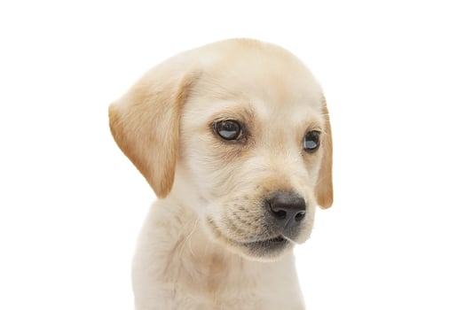 puppy labrador isolated on white background photo