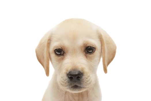 puppy labrador isolated on white background photo