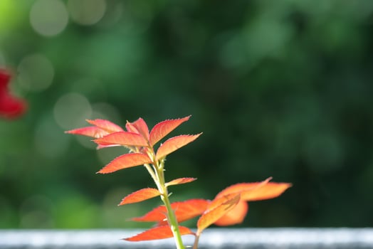Close-up of rose leaves on a green background. leaves on the tree photo