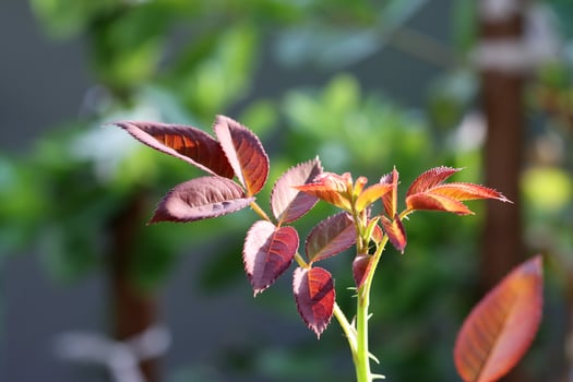 Close-up of rose leaves on a green background. leaves on the tree photo