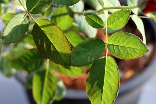 Close-up of rose leaves on a green background. leaves on the tree photo