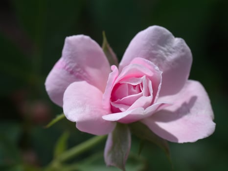 Beautiful pink rose in a garden photo