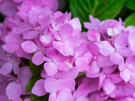 Close up Hydrengea flower. photo