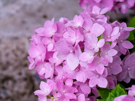 Close up Hydrengea flower. photo