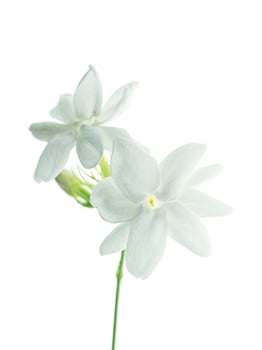 Close up of jasmine flower. photo